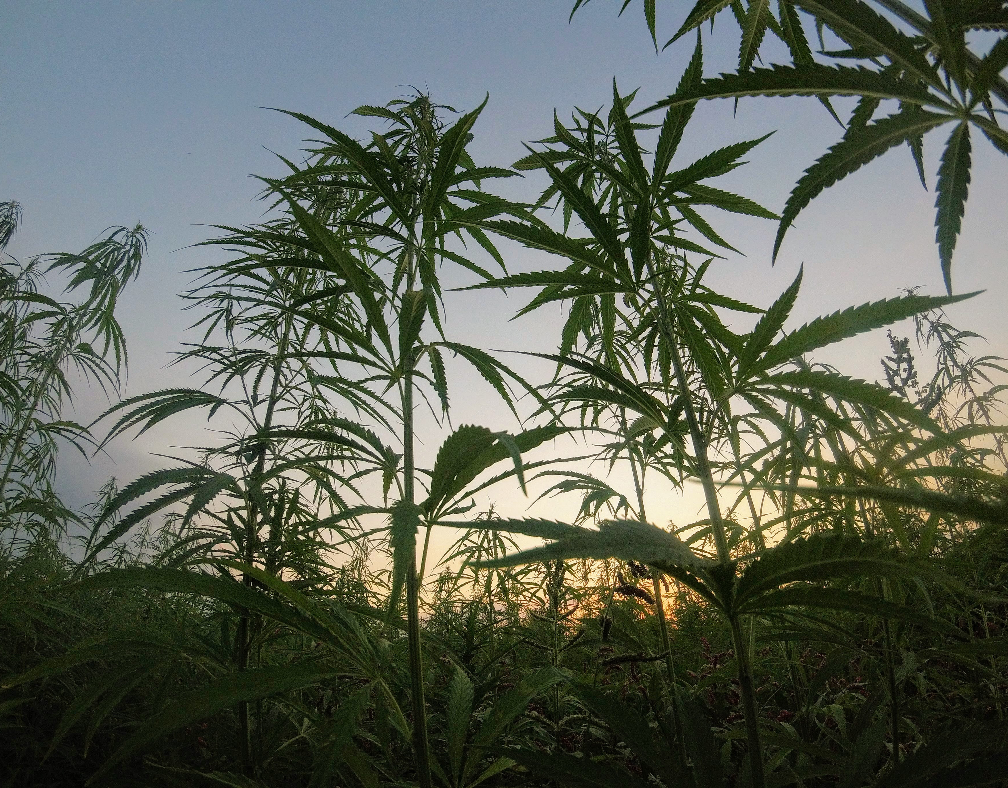 What Is the Farm Bill and How Does it Affect CBD?