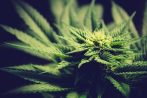 3 Emerging Themes from the First Half of the FDA Hearing on Cannabis in Consumer Products