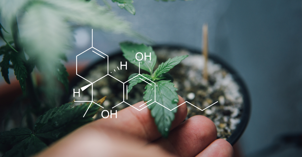 Cannabinoids 101: A Beginner’s Guide