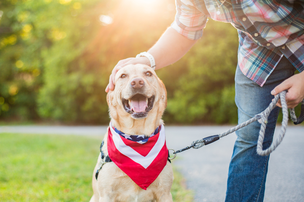 Dogs, Anxiety and the Fourth of July