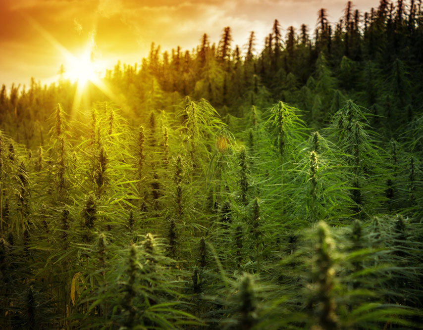 5 Industry Insights on the Future of CBD