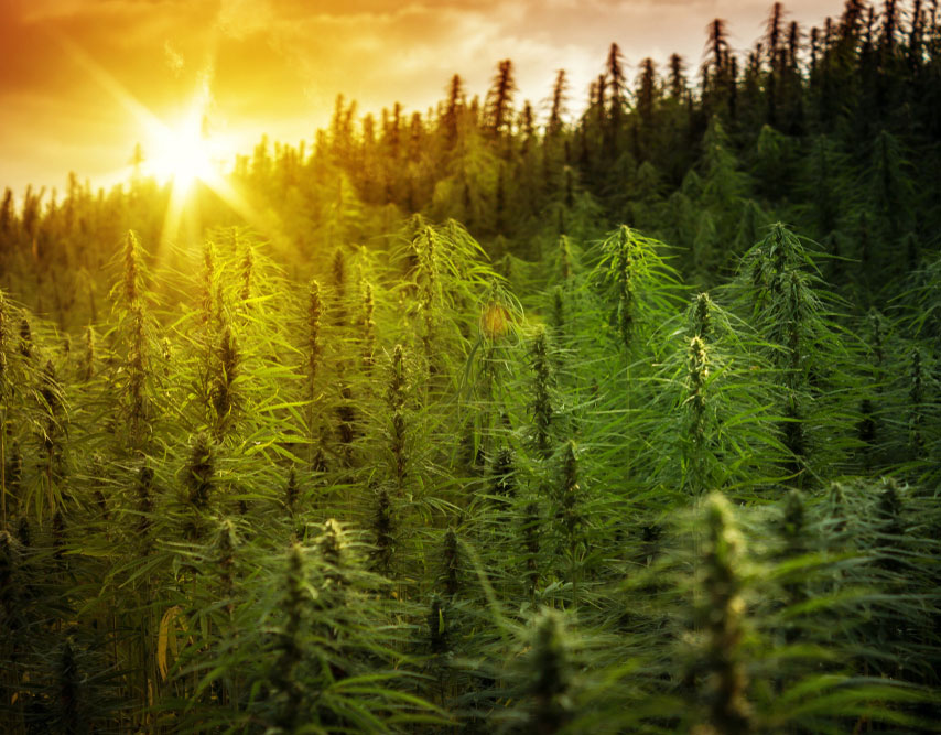 5 Industry Insights on the Future of CBD